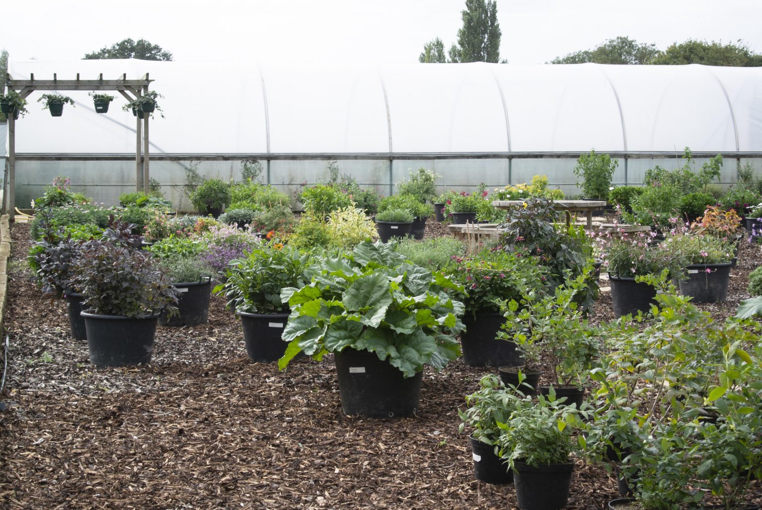 Cuckoo Bridge Nursery And Farm Shop