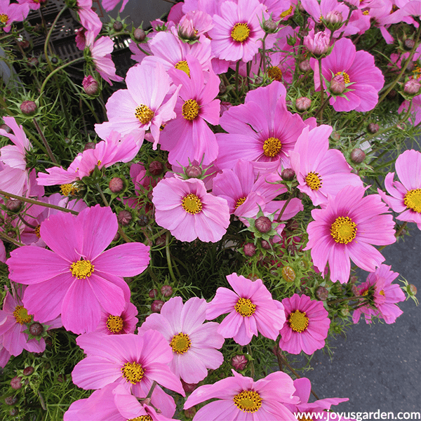 Annuals & Bi-annuals Archives ⋆ Cuckoo Bridge Nursery & Farm Shop