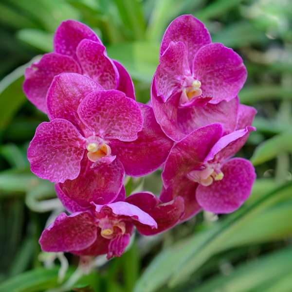 Orchids Archives ⋆ Cuckoo Bridge Nursery & Farm Shop