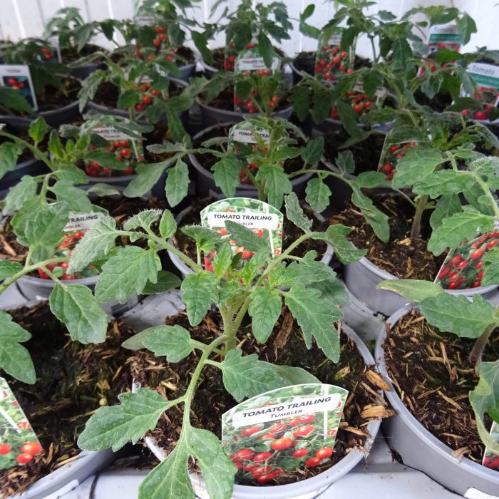 01382d72534584cfbd032a9c9f790c7a.jpg 7785ecd7-ac2c-4dd5-858e-5c280e44b98f