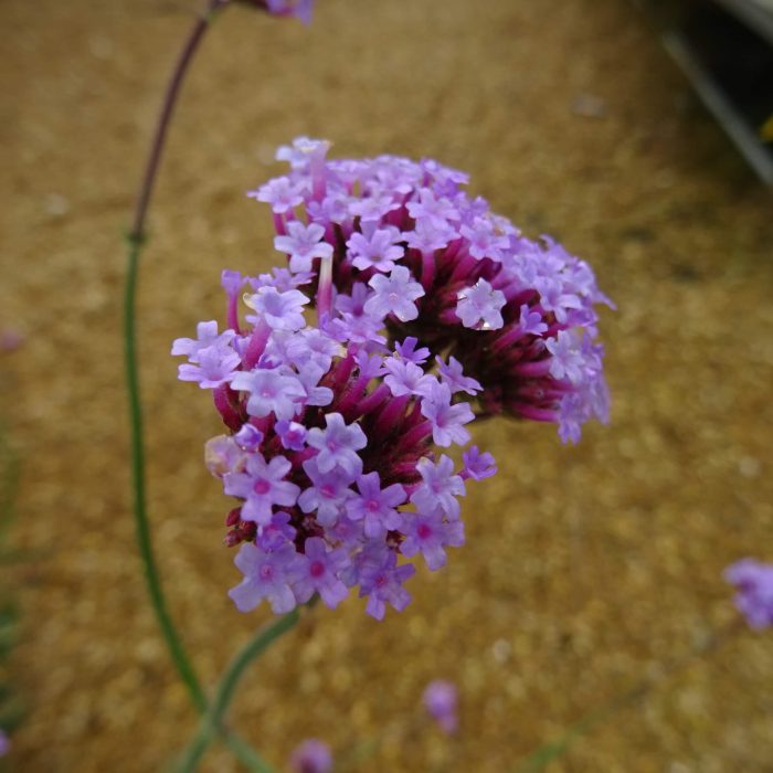 eab67d54-4c6a-4309-a49e-c7cdf810fa04