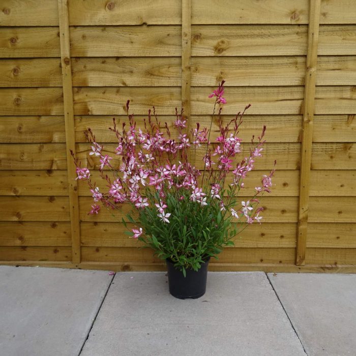 02dc5b571b38b9fb140681514a185ea9.jpg 8690345d-736e-4e36-86a4-1043248d44e2