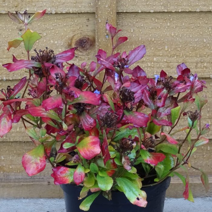 9b18699e-4c87-4e37-9ec3-41e88a3505ef