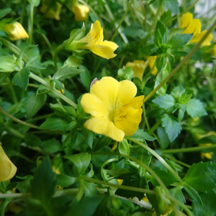 03877f4dff21848302ffd37f1415a5cf.jpg 09ab12de-b305-4b96-948d-28dab5f8e437