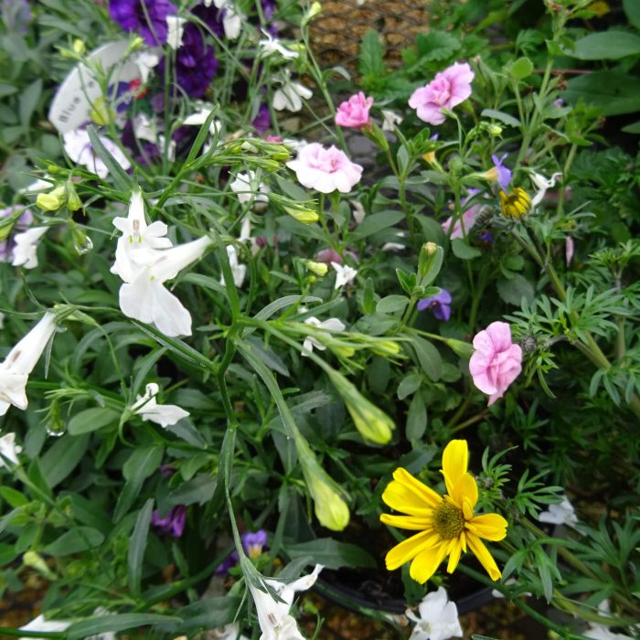 dc83a678-8f1e-41f7-ab31-8b0773751762