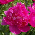 bc0696bf-03b3-4ca8-afe2-4c1697c23536