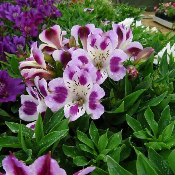 5af88cea-4022-4d6d-81cb-48ec783e5efb