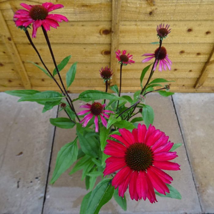 9c00f767-8324-4bae-9b4a-ff02e870bef7