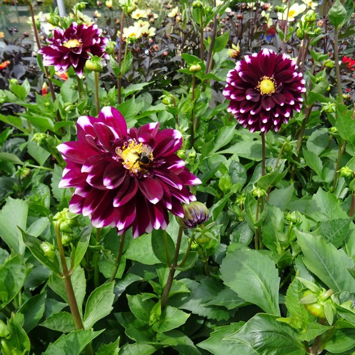 dd9ce59d-2aa2-4d55-b90c-c66f5b7c956f