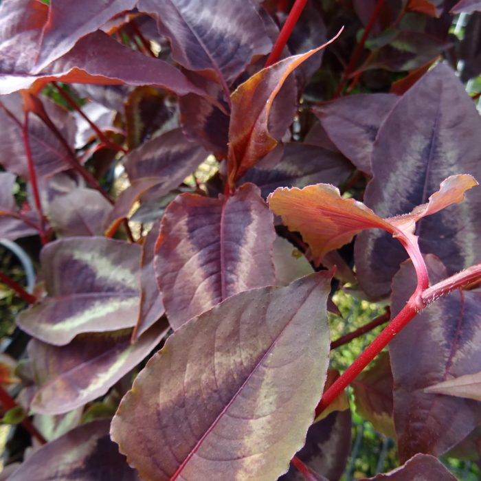 a4e240b2-5dcb-4f94-b664-7f442bb758d5