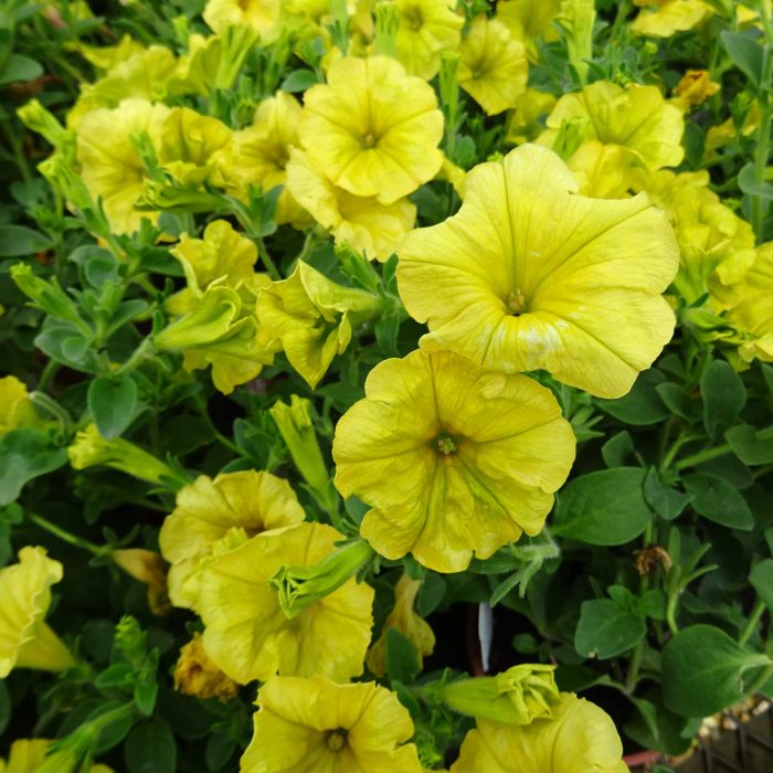 2a90e25b-611c-40f9-a53b-59209b675e94