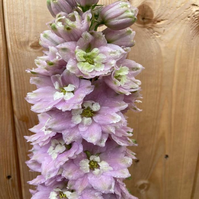 088f61cd1a1e6c0d8f63e3671e7028e3.jpg af792042-6b5c-4307-92fd-daa143fb0901