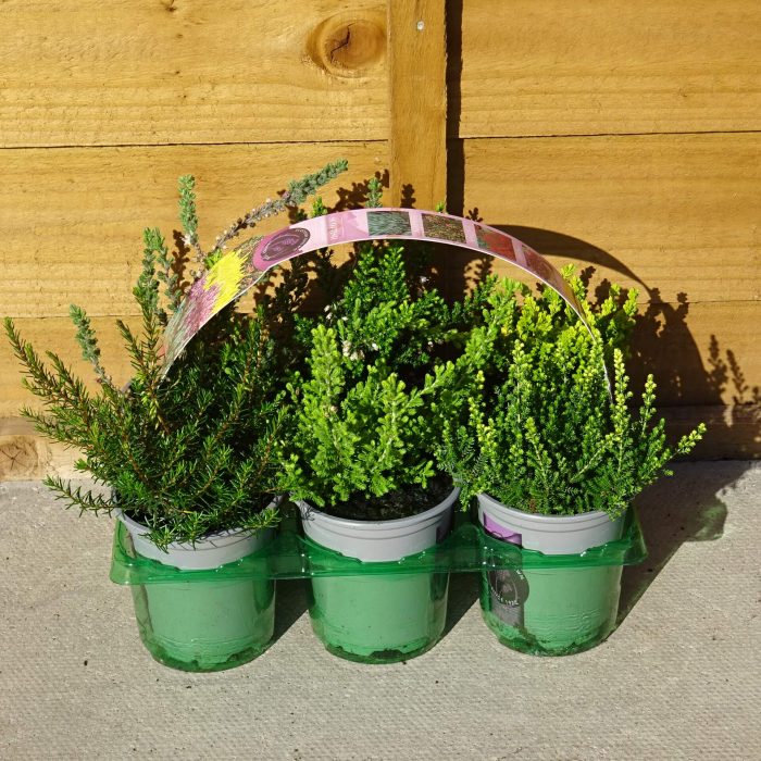 09829d7346f8492b23b0cd8d4165bd27.jpg 4b42c1db-9b87-47d3-b592-6ac6efe93582