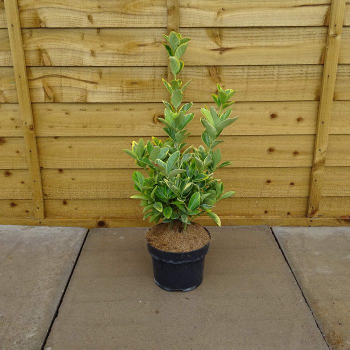 55414a07-f32d-4e15-bba0-bd09f8333d2a