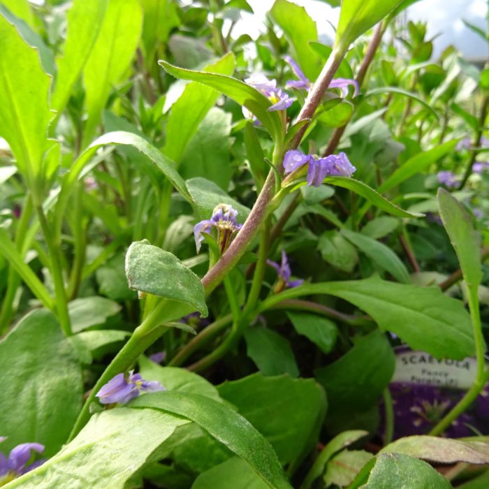 755af5ae-39f3-4423-bf3c-9f2e2a7ef9ee