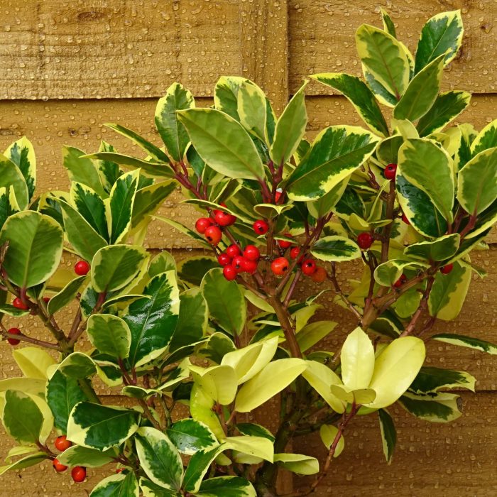 a250f414-c236-4ce5-9b1b-21cfa0d561fa