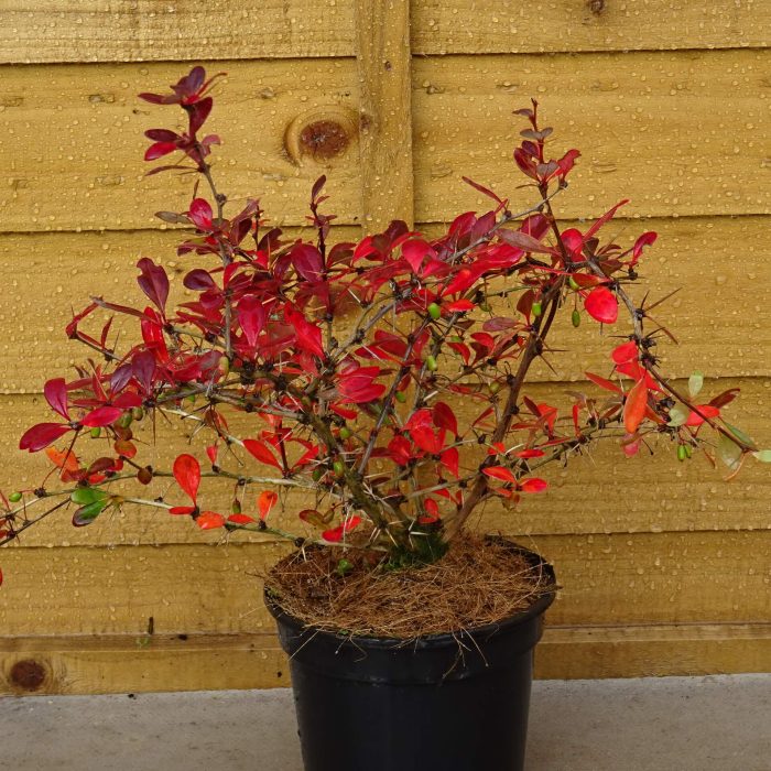 56bd41cf-7985-40c0-9f56-1d69b78ba805