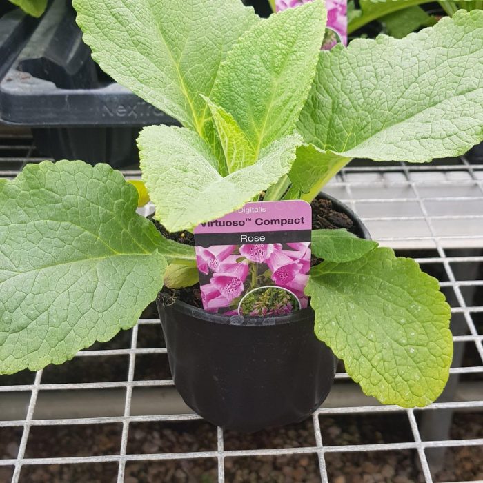 0c509fa7-d4e0-4b9b-b978-5cbcb99cc2f9.jpg 5b37d295-c704-41a4-be98-dbc7d80300e3