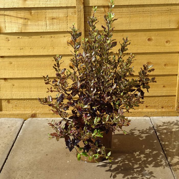 5b2c47d6-fb86-410b-9851-f3ee5420fe03