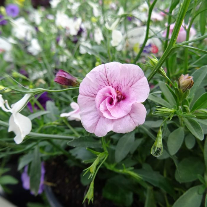 2cd372aa-d7db-45dd-a1ed-5478cbb120b0