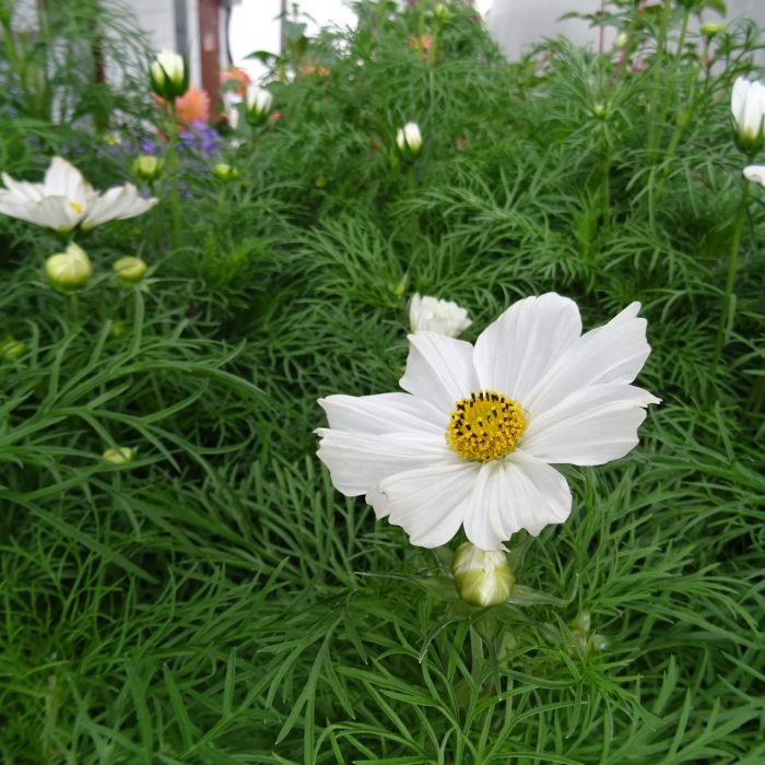 1de147bd-4a51-4726-a7b5-e9e544683682