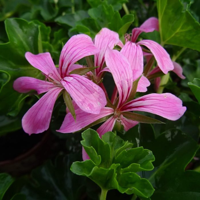 103b69df105ec3c1ef3b3ea8f58efdc4.jpg 55bfedd9-79f9-4ca9-be7f-4aa22dd9843f