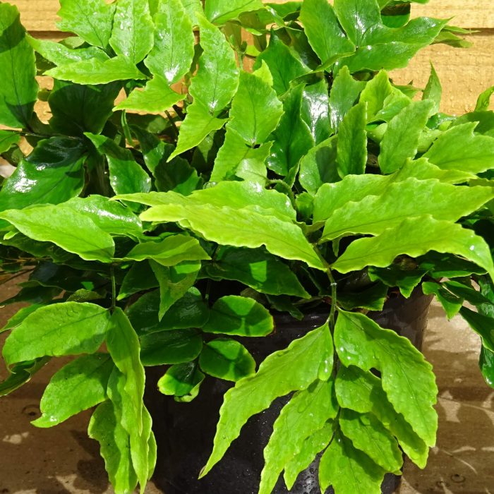 c1070ee8-9c70-47cc-a7a7-296889754779