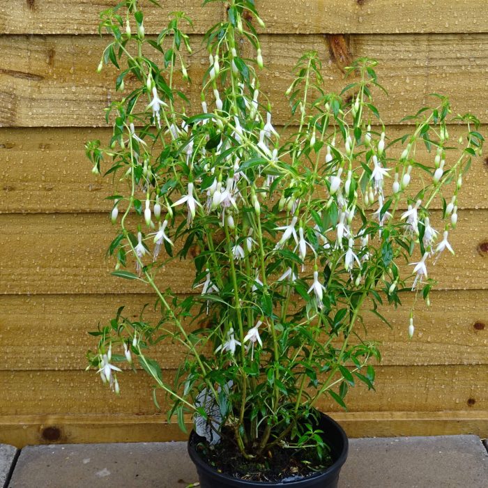 ae6adc95-2ec3-419d-b446-bac3960e3a2e