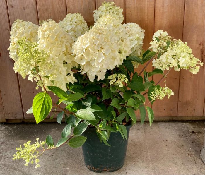 6f35273f-ce65-4dfa-9027-a7ad526d1549