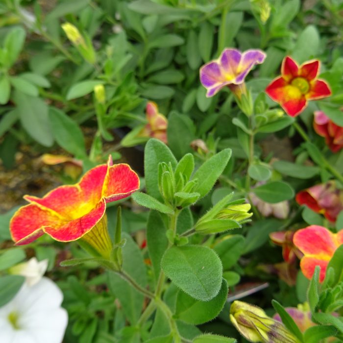 96a4eb75-a75b-46d2-baaa-0f1701443f8e