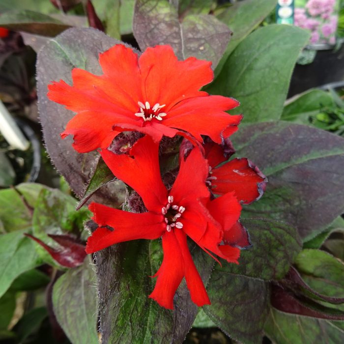 5c1473c8-e010-4228-9fc6-8778e744551b