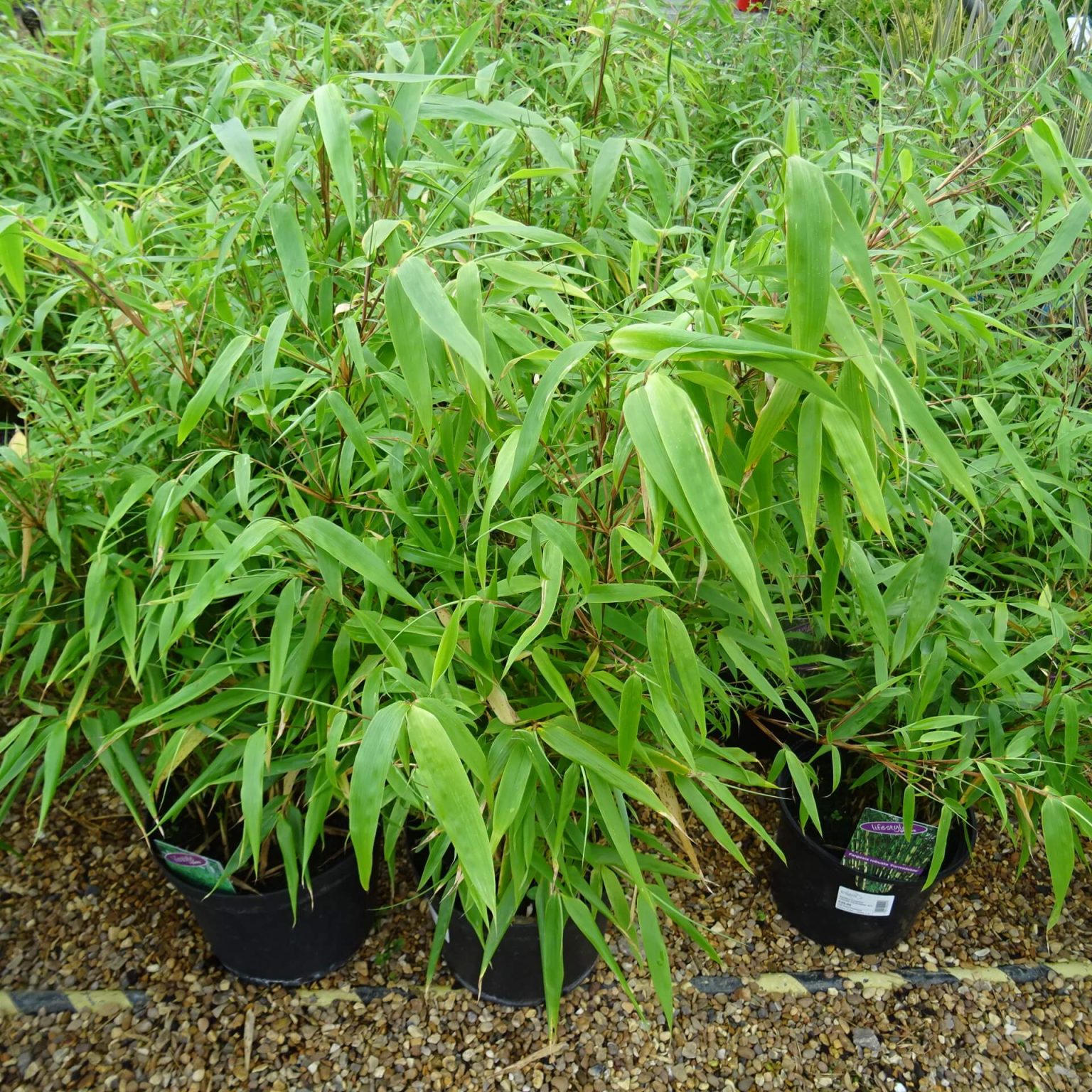 Bamboo Fargesia robusta 'Formidable' 5Ltr ⋆ Cuckoo Bridge Nursery ...