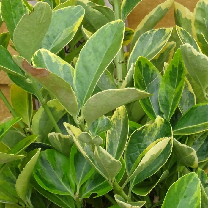 5110d2cd-7453-44bf-9959-13952ddac50c