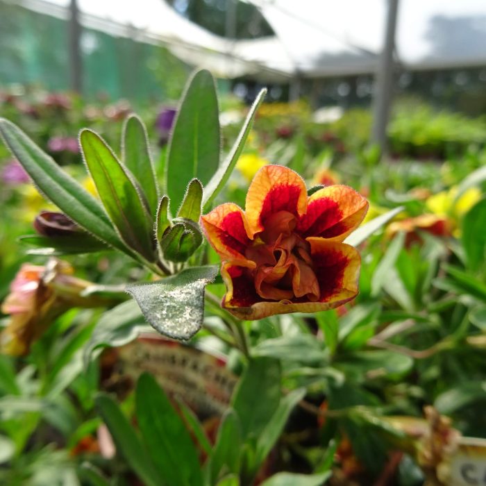 16b38bf54b47644c953088a91ea9b8e5.jpg 12346ce9-73cb-4cb7-be40-7334937e995b