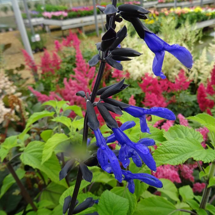 5b7bf322-c9d5-41b7-a86f-0b2380323caa