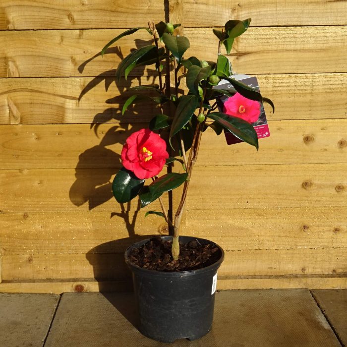 aaafb653-c286-468d-adda-402f33bd8abb