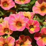 f5276db7-b654-4f9f-9dc8-b82770a9e402