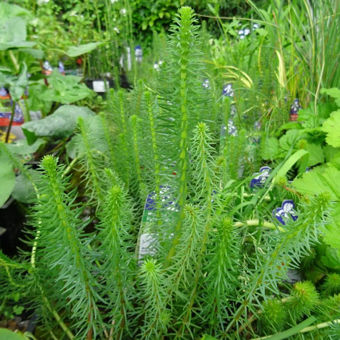 19fcf79f207f5d2db68a7758abe35497.jpg ae0c89ad-d3f8-4c22-8a2b-f86ccac9df6c