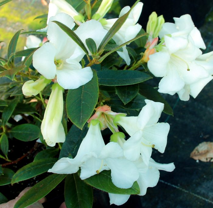 1a3fafc46554efbb936fa2825c9c34fd.jpg 884985ce-6d39-4fec-b182-1d931b9743f3