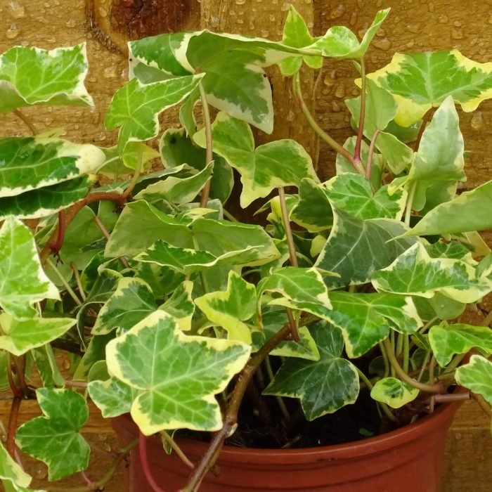 5b30d1df-af69-4e3c-9083-ebf9e215b26f