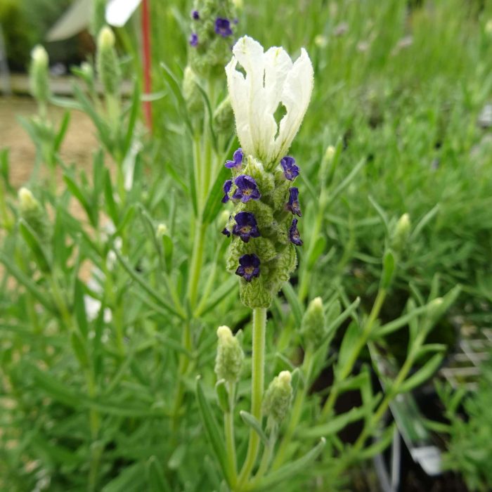 ed97391e-79cd-4006-84d9-b728e6575b4b