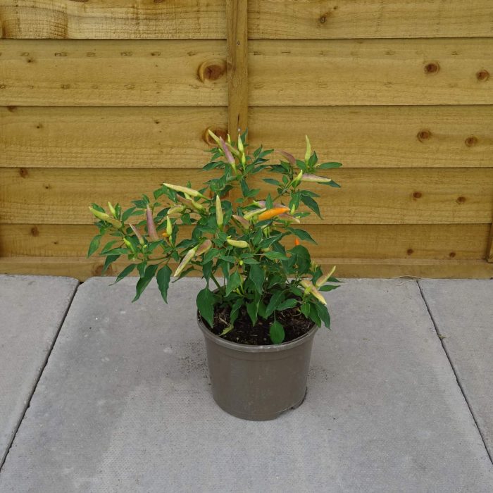 1a8254a1-5eb6-42bb-881a-6cee3cd74d03