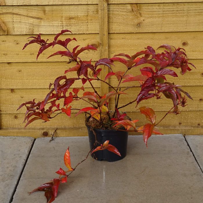 5fd0daeb-0ce3-4652-aa88-c167d2991785