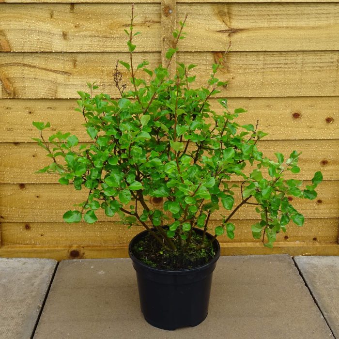 82e9dede-b10a-4c76-b1d1-897ea99860a8