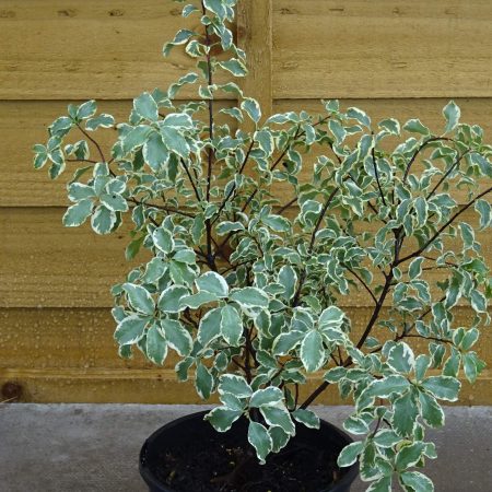 35421636-c506-4b74-b823-163d6fd6ffcf