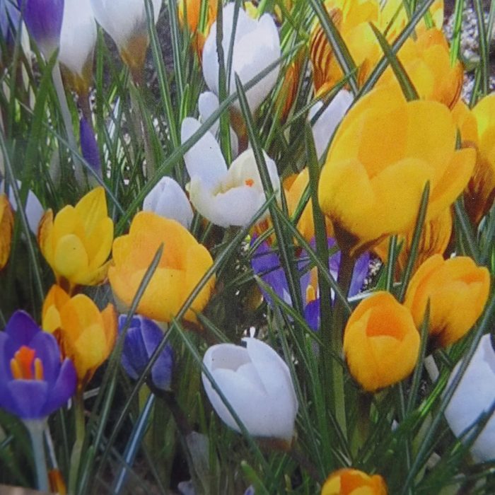 1ff54c5e1233ccb8b99cc816bbfadc5b.jpg 60553bc1-d26f-447a-9909-e3a0a4696363