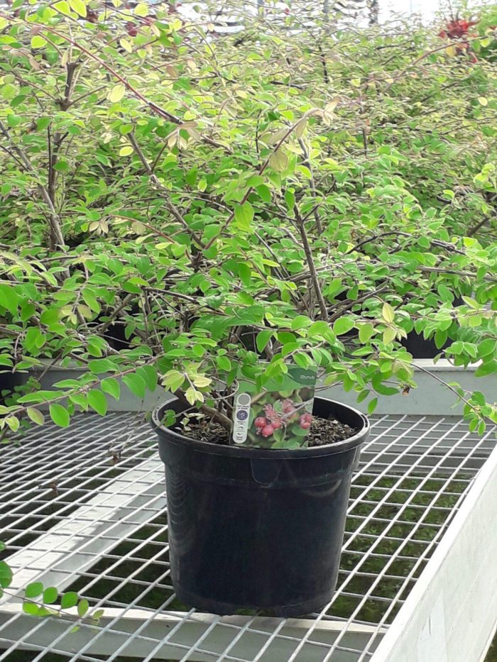 20200614_083350-scaled-1.jpg 6e30907b-d2e0-43ea-a6cd-0f7e5f09e3dd