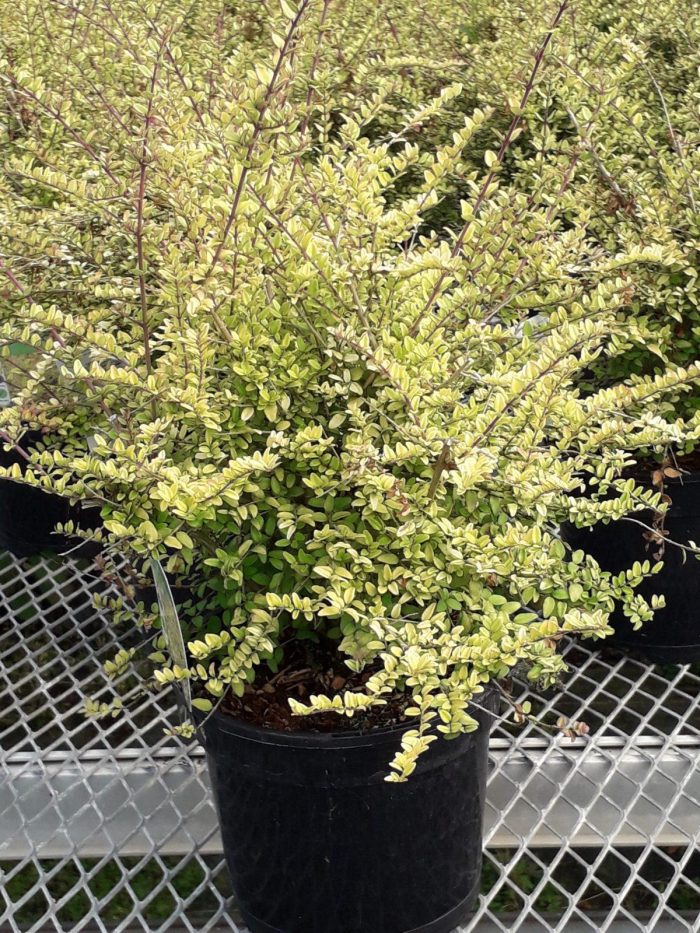 20200614_083414-scaled-1.jpg 488ce70f-d1be-4c9e-b0e8-32231ecdf65f