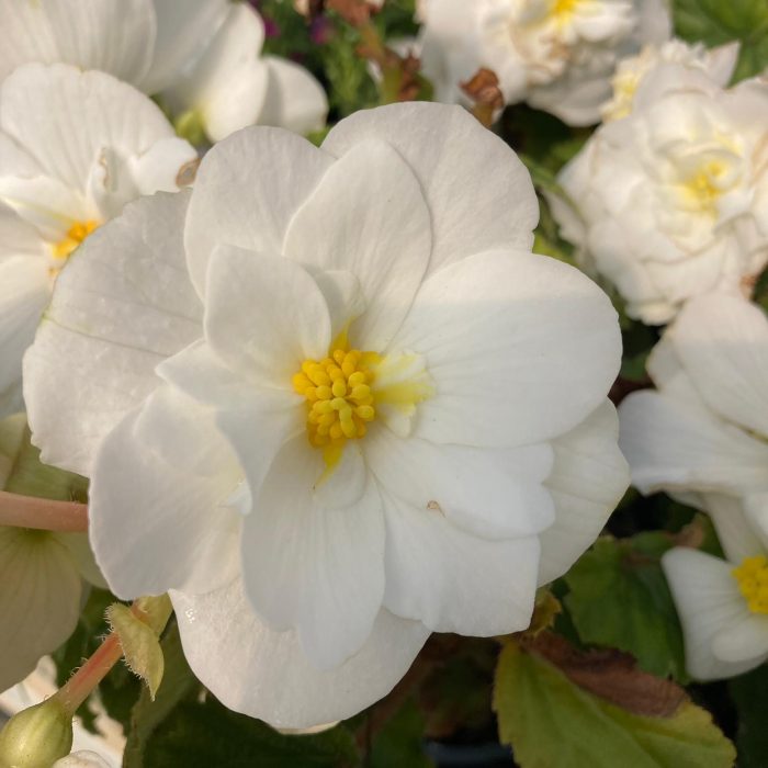 bea58f21-a803-4347-96be-4ffd9e62b517