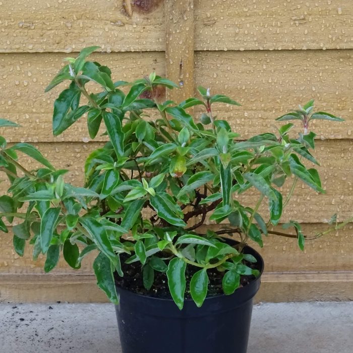 a964e33a-40a1-4d9b-ab40-36b61980e188